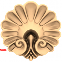 Sea shell