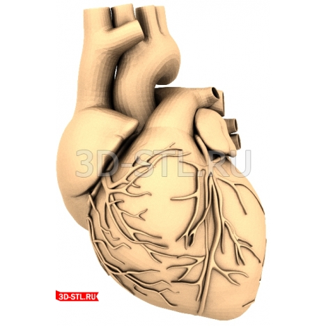 3D Model of the Heart and Blood Vessels for Printing