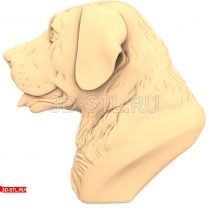 Labrador dog