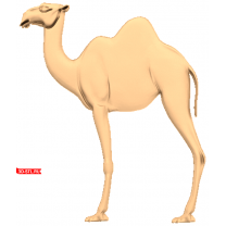Camel